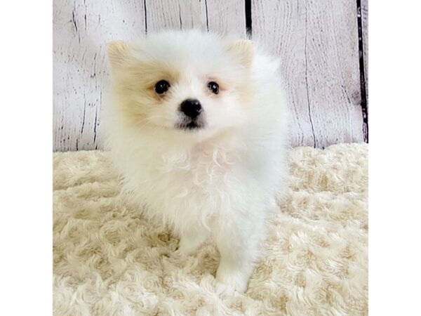 Pomeranian-DOG-Male-Orange-3333-Petland Hilliard, Ohio