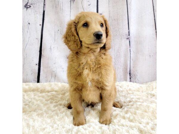 F1B Mini Goldendoodle-DOG-Male-Red-3335-Petland Hilliard, Ohio