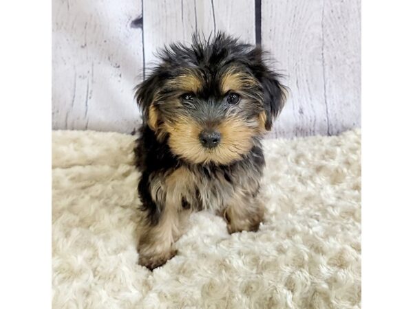 Yorkshire Terrier-DOG-Male-Black / Tan-3337-Petland Hilliard, Ohio