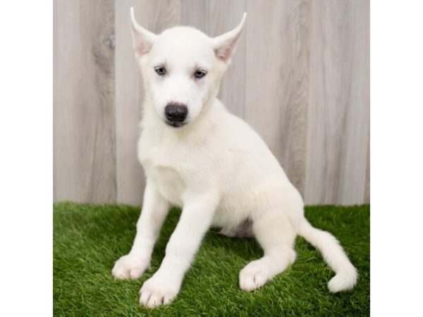 Siberian Husky-DOG-Male-White-3344-Petland Hilliard, Ohio