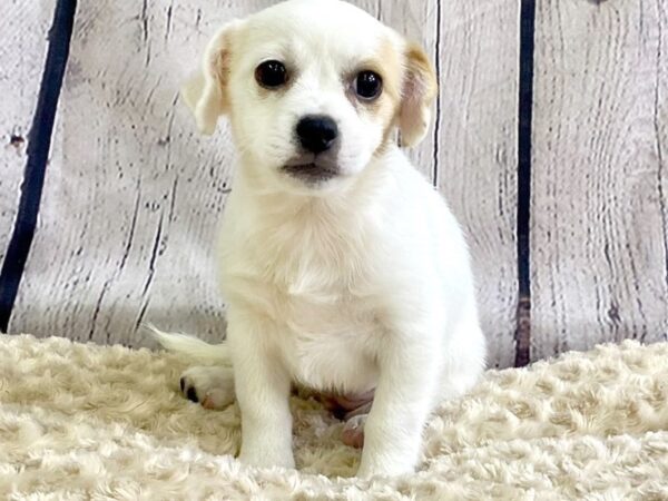 Pekingese/Jack Russell Terrier-DOG-Female-Cream-3355-Petland Hilliard, Ohio