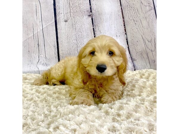 Cock A Poo-DOG-Male--3347-Petland Hilliard, Ohio