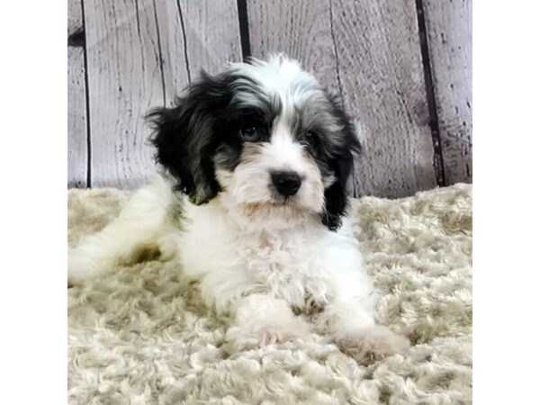 Cavapoo-DOG-Male-Blue Merle / White-3346-Petland Hilliard, Ohio