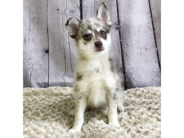 Pomsky-DOG-Male-Red Merle-3345-Petland Hilliard, Ohio