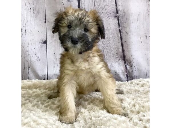 Soft Coated Wheaten Terrier-DOG-Female-Wheaten-3343-Petland Hilliard, Ohio