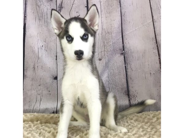 Siberian Husky-DOG-Female-Gray / White-3332-Petland Hilliard, Ohio