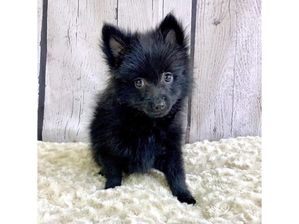 Pomeranian-DOG-Male-Black-3350-Petland Hilliard, Ohio