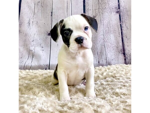 French Bulldog/French Bulldog-DOG-Male-Black-3354-Petland Hilliard, Ohio