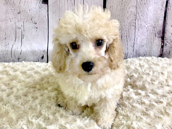 Poodle DOG Male Apricot 3351 Petland Hilliard, Ohio