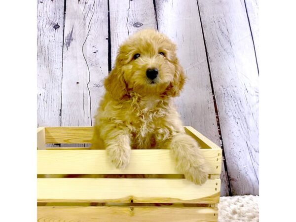 F1B Mini Goldendoodle-DOG-Female-Red-3336-Petland Hilliard, Ohio