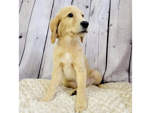 Golden Retriever-DOG-Male-Golden-3312-Petland Hilliard, Ohio