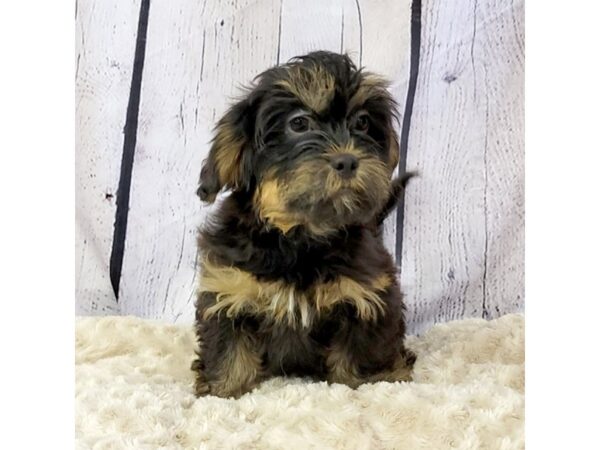 Shorkie-DOG-Male-blk/tan-3316-Petland Hilliard, Ohio