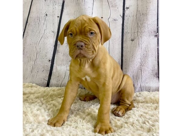 Dogue de Bordeaux DOG Male Red 3365 Petland Hilliard, Ohio