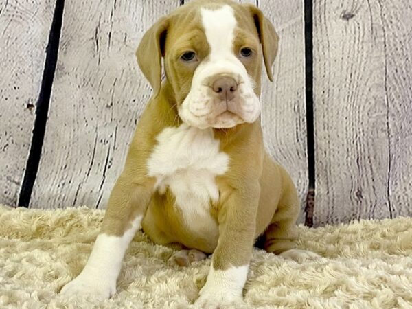 Olde English Bulldogge-DOG-Female--3363-Petland Hilliard, Ohio