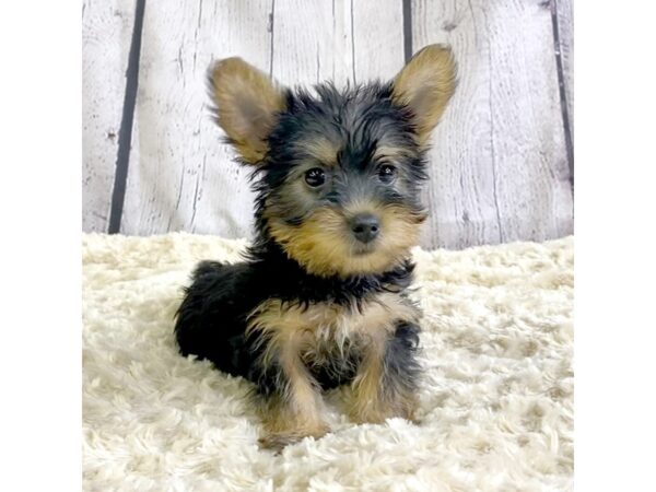 Silky Terrier DOG Male Black / Tan 3358 Petland Hilliard, Ohio