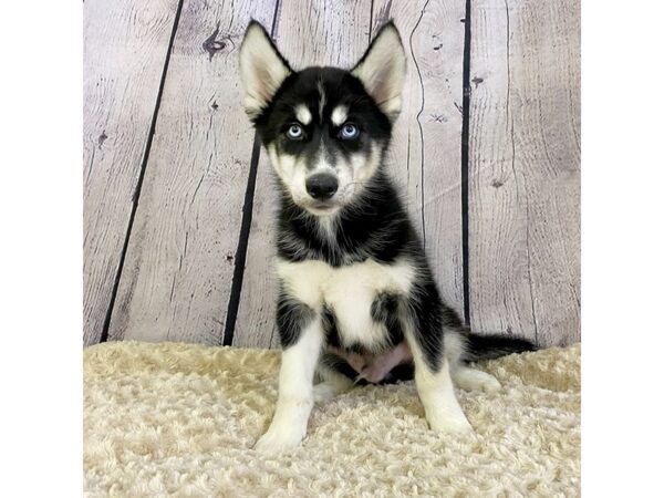 Siberian Husky-DOG-Male--3373-Petland Hilliard, Ohio