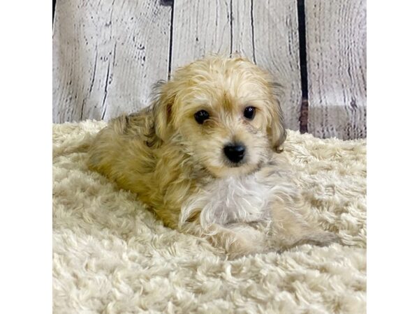 Yorkie Chon-DOG-Male-BEIGE-3364-Petland Hilliard, Ohio