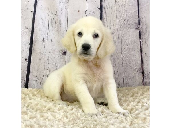 Golden Retriever-DOG-Female--3374-Petland Hilliard, Ohio