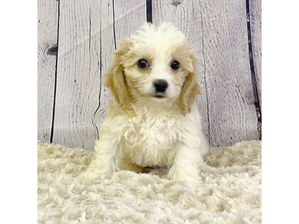 Cava Chon-DOG-Female-BLENHEIM-3371-Petland Hilliard, Ohio