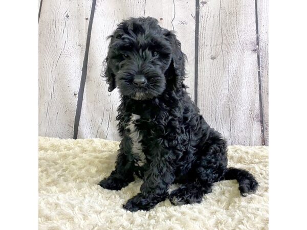 Poodle/Labrador Retriever-DOG-Male-Black-3370-Petland Hilliard, Ohio