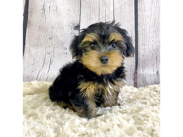 Yorkshire Terrier-DOG-Male-Black / Tan-3366-Petland Hilliard, Ohio