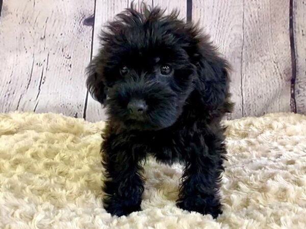 Yorkiepoo DOG Male Black 3375 Petland Hilliard, Ohio