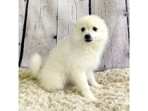 Pomsky-DOG-Female-Cream-3360-Petland Hilliard, Ohio