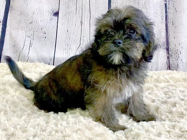 Shiffon-DOG-Male-Belge-3368-Petland Hilliard, Ohio