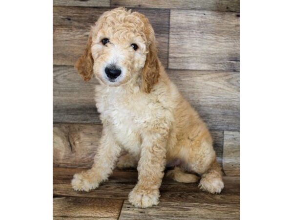 Goldendoodle-DOG-Female-Golden-3386-Petland Hilliard, Ohio