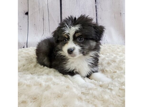 Mini Aussie-DOG-Male-RED TRI-3390-Petland Hilliard, Ohio