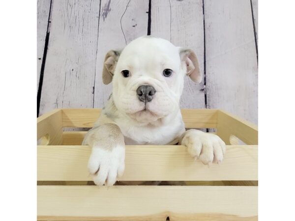 Olde English Bulldogge-DOG-Male-Lilac tan-3389-Petland Hilliard, Ohio