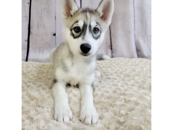 Siberian Husky-DOG-Female-Gray / White-3387-Petland Hilliard, Ohio