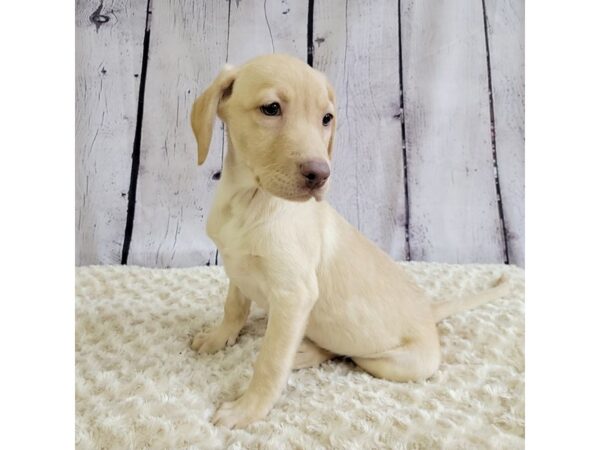 Labrador Retriever-DOG-Female-Yellow-3383-Petland Hilliard, Ohio