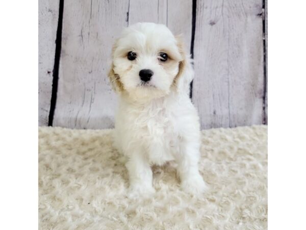 Cavachon-DOG-Male-Blenheim-3382-Petland Hilliard, Ohio