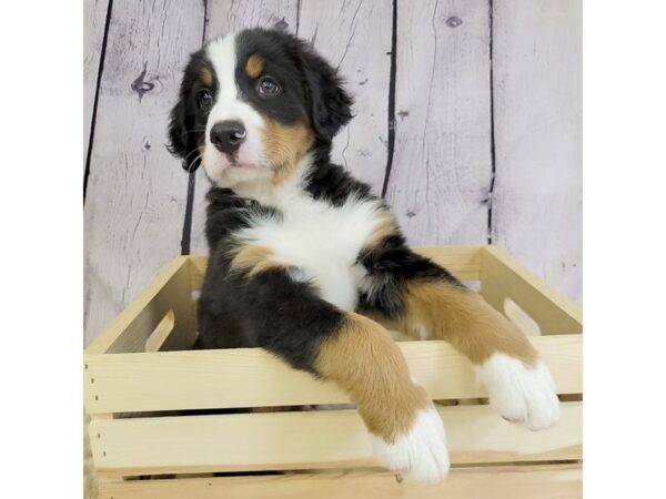 Bernese Mountain Dog-DOG-Male-Blk, Wht, Tan-3381-Petland Hilliard, Ohio