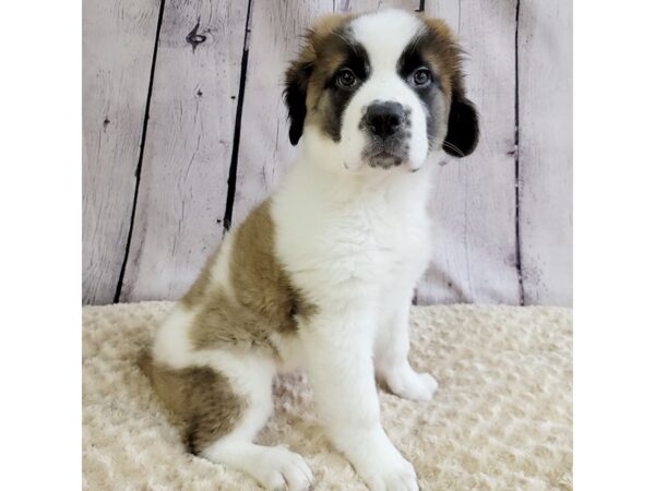 Saint Bernard DOG Female Mahogany / White 3378 Petland Hilliard, Ohio