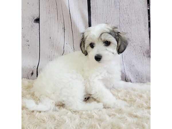 Chinese Crested-DOG-Female-Red-3377-Petland Hilliard, Ohio