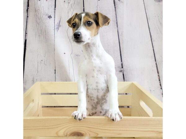 Jack Russell Terrier-DOG-Female-Black White / Tan-3362-Petland Hilliard, Ohio