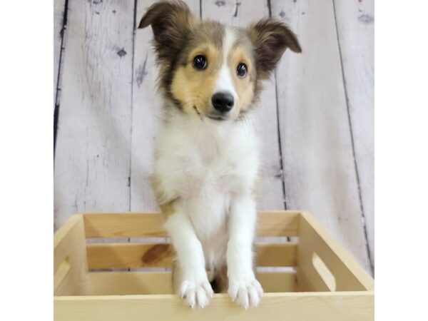 Shetland Sheepdog-DOG-Male-Sable / White-3388-Petland Hilliard, Ohio