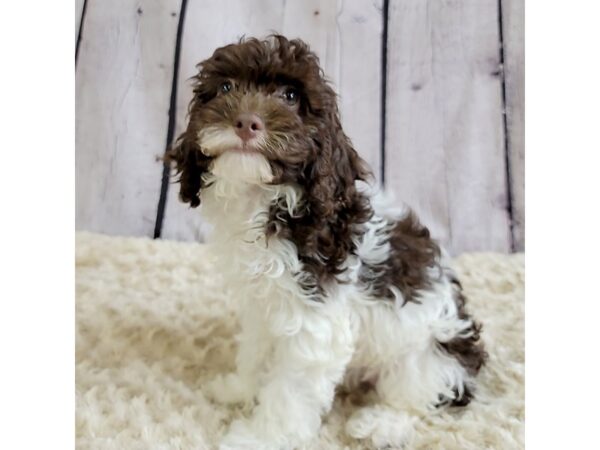 Cock A Poo 2nd Gen-DOG-Female-Brown / White-3393-Petland Hilliard, Ohio