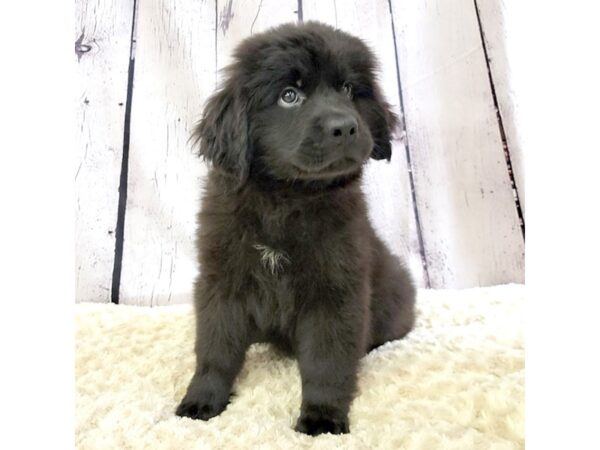 Newfoundland-DOG-Female-Black-3391-Petland Hilliard, Ohio