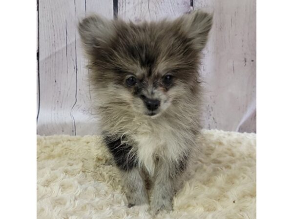 Pomeranian-DOG-Male-Blue Merle-3396-Petland Hilliard, Ohio