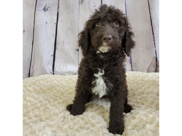 Poodle/Goldendoodle-DOG-Female-Chocolate-3397-Petland Hilliard, Ohio