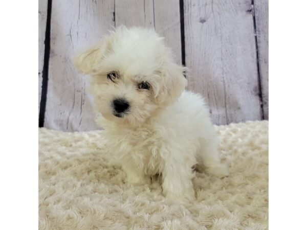 Teddy Bear DOG Male Cream 3402 Petland Hilliard, Ohio