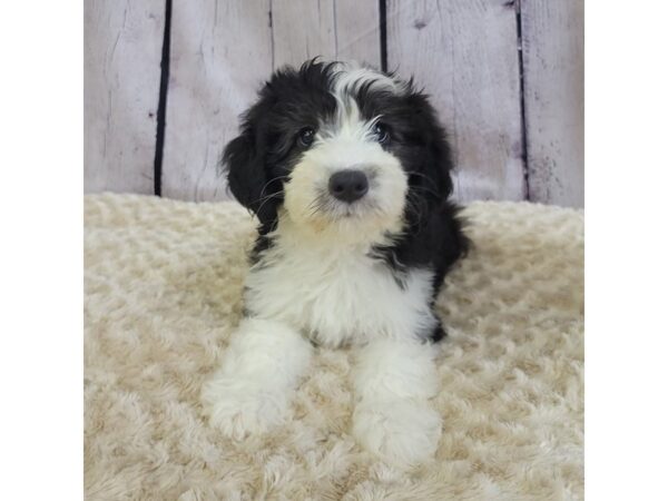 Sheepadoodle Mini-DOG-Male-Black / White-3404-Petland Hilliard, Ohio