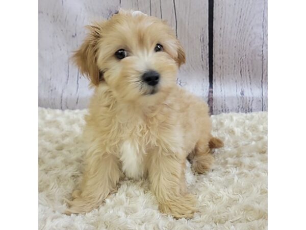 Morkie-DOG-Male-Gold-3405-Petland Hilliard, Ohio