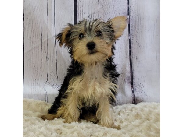 Yorkshire Terrier-DOG-Female-Tan, Blk-3400-Petland Hilliard, Ohio