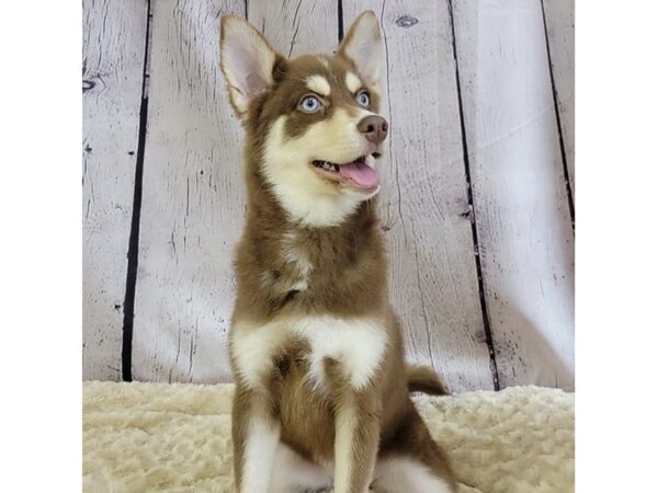 Pomsky-DOG-Female-Chocolate/ Tan-3372-Petland Hilliard, Ohio