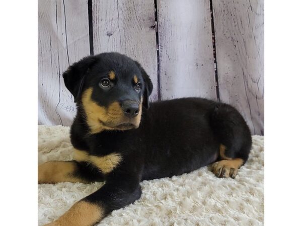 Rottweiler-DOG-Male-Black / Rust-3398-Petland Hilliard, Ohio