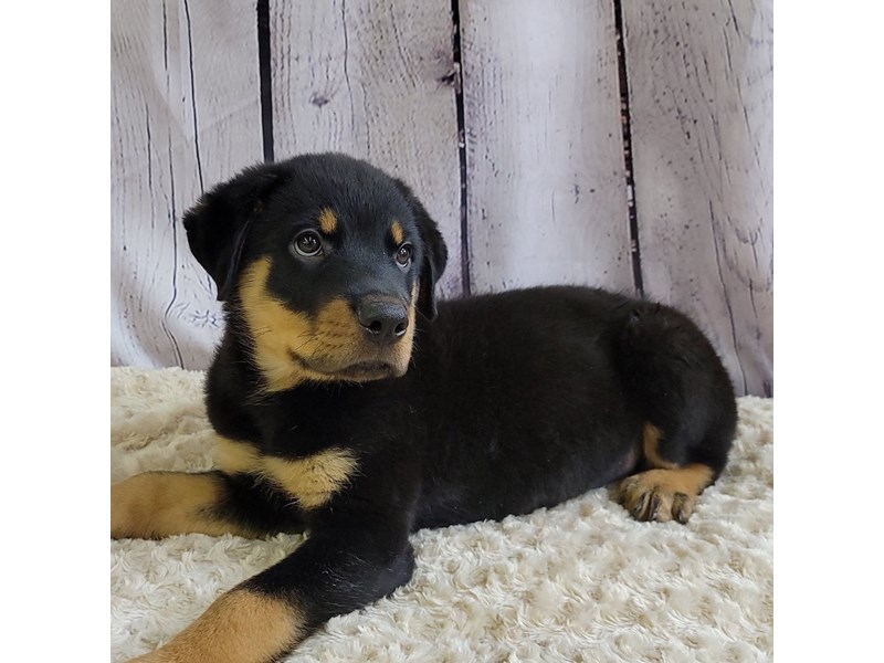 Rottweiler Puppy Black / Rust ID:3398 Located at Petland Hilliard
